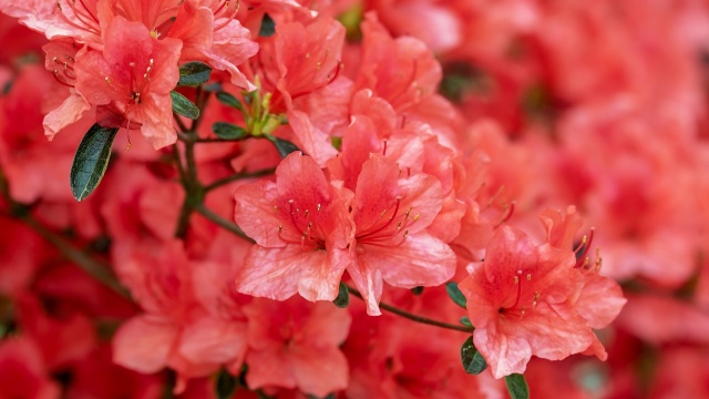 Azaleas planted for softscape project in Bethlehem, PA.
